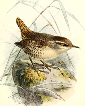 세인트킬다섬땅꼬마새(Troglodytes troglodytes hirtensis)