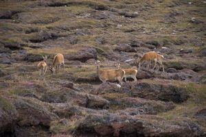 루이스섬의 붉은사슴