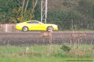 도로 근처에서 먹이를 먹는 사슴은 도로 교통사고로 죽을 위험이 있다.