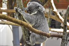 사이타마현 어린이 동물자연공원의 코알라