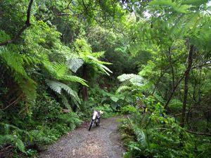 아마미오섬의 긴사쿠바루 원시림