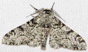 Biston betularia betularia morpha typica, 흰색 회색가지나방이다.