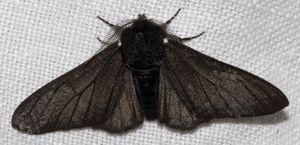 Biston betularia betularia morpha carbonaria, 짙은 검은색의 나방이다.