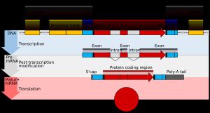(상단) DNA 유전자는 pre-mRNA로 전사된다.(중단) 그 후, pre-mRNA는 프로세싱을 거쳐 성숙 mRNA를 형성한다.(하단) 최종적으로 성숙 mRNA는 리보솜에 의해 번역되어 단백질이 생성된다.
