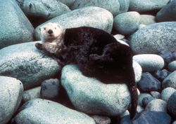 해달은 모피가 두텁기 때문에, 땅 위로 올라오면 물속에 있을 때보다 몸집이 더 토실토실해 보인다.