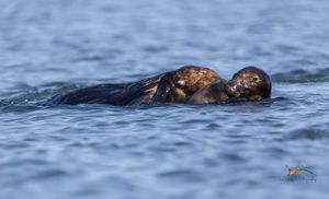 엘크혼 슬로우 국립 하구 연구 보호구역에서 서로 놀고 있는 남부 해달.