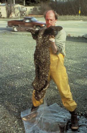 석유가 대량으로 부착되어 끈적끈적해진 해달의 사체. 매일 털을 손질함으로써 보송보송하게 유지하는 털이 기름에 젖어 공기를 포함할 수 없게 되어 동사한 것으로 추정됨.