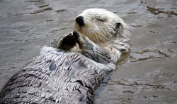 눈 감고 떠다니는 해달.