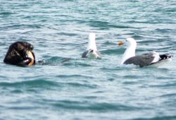 갈매기와 해달. 2007년 캘리포니아.