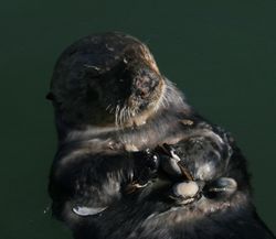 배 위에 조개를 올려놓은 해달.