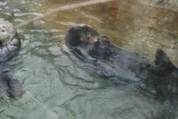 벤쿠버 수족관의 해달