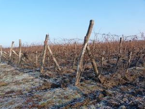 헝가리의 와이너리