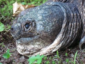 늑대거북의 머리