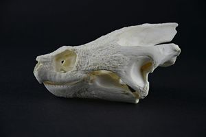 늑대거북의 두개골