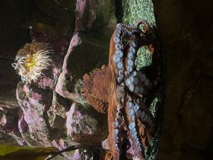 시애틀 수족관의 대왕오징어