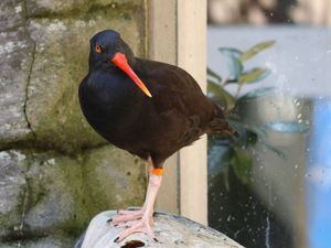 검은굴뚝마갈매기 조류와 해안 전시관.