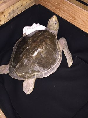 혹한의 겨울 폭풍으로부터 구조된 수컷 올리브각시바다거북 터커는 수족관에서 재활 프로그램을 시작했다.