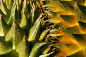 두리안 열매는 날카로운 가시로 덮여 있다.