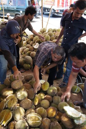 인도네시아 치르본에서 판매되는 두리안