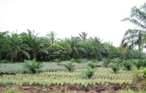 렌깃, 바투 파핫 지구의 야자유와 파인애플 농장.