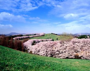 서산 한우 목장