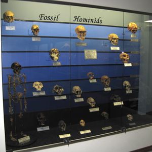 오클라호마 시티의 뼈 박물관(The Museum of Osteology)에 전시된 화석 인류의 모습