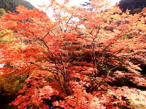 낭광원의 오오모미지 (2021년 11월 5일)