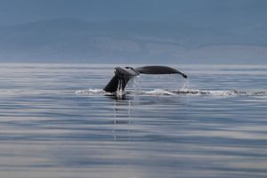 Sooke 해안 혹등고래(Humpback whale)
