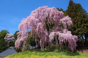합전바의 겹벚꽃