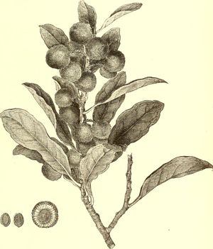 1873년 The American Garden에서 발췌한 M. rubra 그림