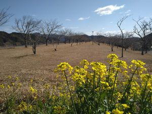입다 버드나무 숲