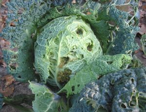 배추좀나방 피해를 입은 사보이 양배추