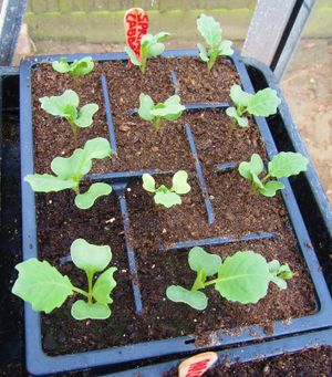 발아한 양배추. 묘는 온도 관리하에 기른다.