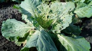 양배추는 애벌레 등의 피해를 받기 쉽다.