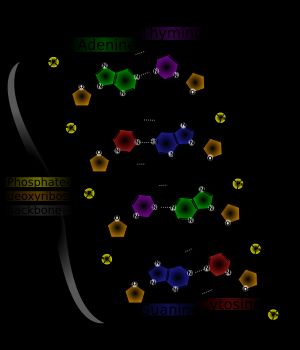 산소를 포함하는 중요한 생물학적 화합물인 DNA