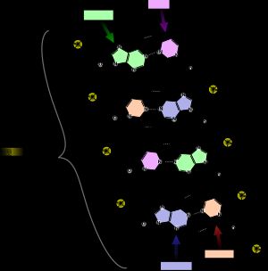 DNA의 화학 구조 (점선은 수소 결합). 4종류의 염기와 주쇄를 구성하는 인산 및 데옥시리보스를 색깔별로 구분하였다. 이중나선의 양 끝에는 한쪽 사슬에 노출된 5' 인산이, 다른 한쪽 사슬에는 노출된 3' 하이드록시기 (-OH)가 있다. 5'→3' 방향은 왼쪽 사슬에서는 아래를 향하고, 오른쪽 사슬에서는 위를 향한다.