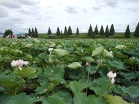 치리쿠도이 공원. 치리쿠도이(치리쿠제)는 에도 시대에 축조된 지쿠고가와 제방.