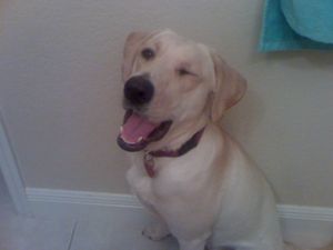 눈을 찡긋하는 래브라도 리트리버