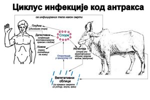 탄저병 감염 주기. 탄저균은 산소에 노출될 때까지 영양 세포 상태로 존재하다가 많은 감염성 포자를 형성한다. 토양에 서식하며 초식 동물에 의해 섭취될 수 있다. 소와 같은 대형 초식 동물이 탄저병에 가장 취약하며, 사람은 이러한 초식 동물의 배설물이나 사체를 통해 감염된다. 흡입, 개방 상처 또는 다른 경로를 통해 포자가 체내에 들어오면 탄저병 감염이 사람에게 전파된다. 일단 체내에 들어가면 포자가 활성화되어 세균이 증식하고 독소를 퍼뜨린다. 또 다른 감염 전파 경로는 초식 동물의 혈액과 배설물에 접촉한 후 사람의 살갗에 접촉하는 모기와 같은 흡혈성 파리이다.