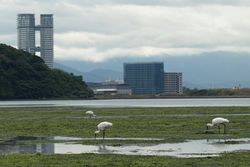 아오사(파래)가 대량 발생한 와지로 간척지와 검은머리갈매기