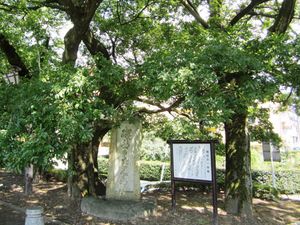 삿사 나리마사의 애첩인 하야유리히메가 그 아래에서 죽임을 당했다고 전해지는 “이소베의 한 그루 팽나무” 터(도야마현 도야마시 이소베마치)