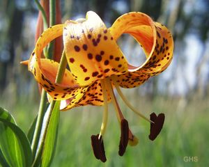 Tiger lily
