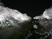 야마자키가와(山崎川) (일본 벚꽃 명소 100선 중 하나로, 밤벚꽃(夜桜)으로 유명하다.)