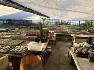 春日井サボテン(후고토 사보텐)