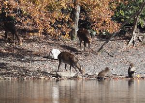 물가를 따라 서 있는 꽃사슴(Cervus nippon)와 일본원숭이(Macaca fuscata)