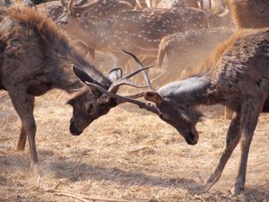 싸우는 두 마리의 사슴(Sambar deer), 실바사(Silvassa), 인도