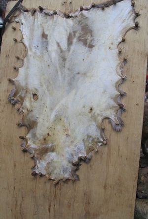 노루 가죽의 가죽면