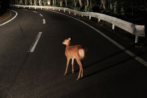 차도에 나타난 사슴(2012년, 군마현)