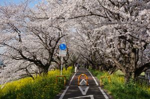 접목을 통해 번식되는 소메이요시노, 같은 환경 조건하에서는 개체 간에 동시에 만개