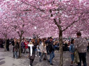 스웨덴 스톡홀름의 쿵스트레드고르덴 공원의 벚꽃